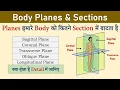 Body Planes and Sections Sagittal Coronal Transverse Plane Anatomical Planes