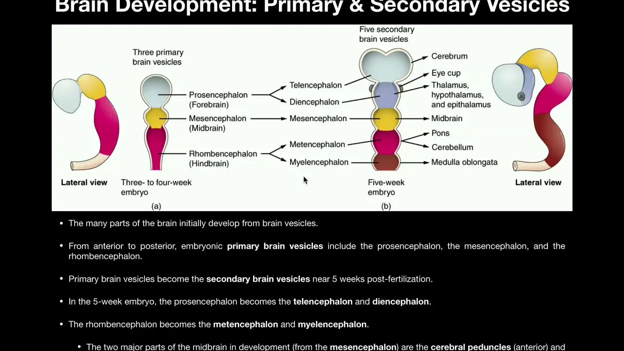 Anatomy | Basics of CNS Development from Primary & Secondary Vesicles