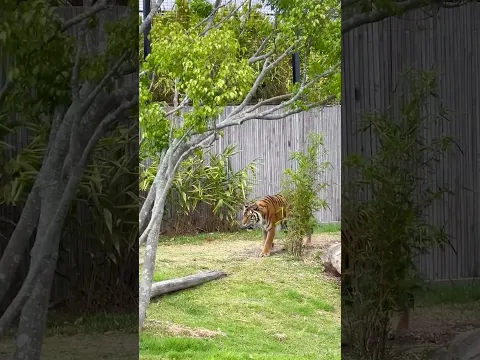 Tiger se bachna hai 😳 to ped pe nahi chadhna ❌ ( _@thesydneyzoo )