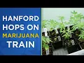 Hanford approves recreational marijuana businesses including dispensaries