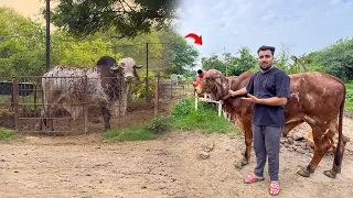 Bheem Bull Ne Baglino Ko Farm Se Bahar Kar Diya 😱🐂