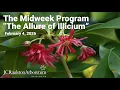 The Midweek Program - The Allure of Illicium