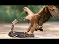 Download Lagu Deadly Eagle vs Venomous Serpent – Who Will Survive?