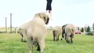  صلو عليه شفيع الأمة بذكر الرسول تشحد الهمة ياربي بجاه  النبي أزح الهمة  دندنها