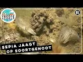 Download Lagu Jonge sepia op jacht | Zelf Geschoten | Vroege Vogels
