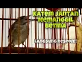 Download Lagu Kapas Tembak Jantan Memanggil Betina Efektif Untuk Pancingan Kapas Tembak Buka Ekor | Kicau Tembak