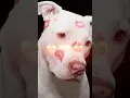 Download Lagu They Stayed Together Until Their Last Breath 💔🐾 #youtubeshorts #pitbull #doglove #staytogether
