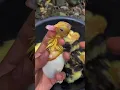 Muscovy Duck eggs hatching  #muscovyduck  #egg #hatching #ducklings