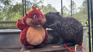 For beavers - work is the party