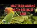MASTERAN SUARA WALANG KECEK VERSI LAMBAT PALING DI CARI