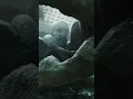 Download Lagu The REAL Alien Vs. Predator! #prometheus #alien #alienromulus #predator #ridleyscott #shorts
