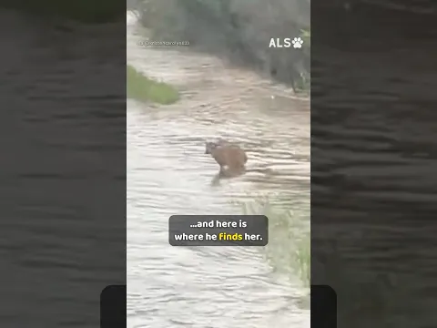 A tiny fawn is alone in the floodwater, until one man wades in 🦌❤️  #FawnRescue #AnimalRescue #Hear
