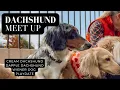 Dachshund Meet Up Cream Dachshund Grey Dapple Dachshund PLAYDATE 2023