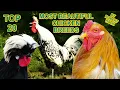 20 Beautiful Chicken Breeds - Silkie Brahma Vorwerk Bantam Leghorn Pekin Araucana Huhner