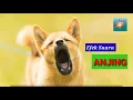 Download Lagu Suara ANJING (menggonggong)