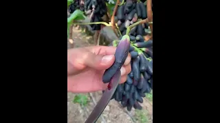 عنب الياقوت الاسود دندنها