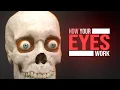 How the Human Eye Works Animation
