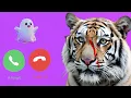 Download Lagu Vandaag Nieuwe Ringtone 🎶 Tiger Ringtone 🎶 nieuwste toon