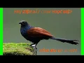 Download Lagu Tiếng bìm bịp mồi, tiếng bìm bịp mái gọi bạn tình mùa sinh sản dài 20 phút có file mp3