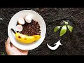 How to Use Eggshells Banana Peels and Coffee Grounds in the Garden