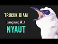 Lagu Trucukan gacor NARUNG NGALAS NGROPEL PANJANG MENJADIKAN TRUCUK APAPUN NYAUT NGROPEL Mendengarnya ‼️