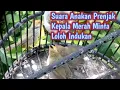 Download Lagu Suara Anakan Prenjak Kepala Merah Memanggil Indukan Cocok Untuk Pikat