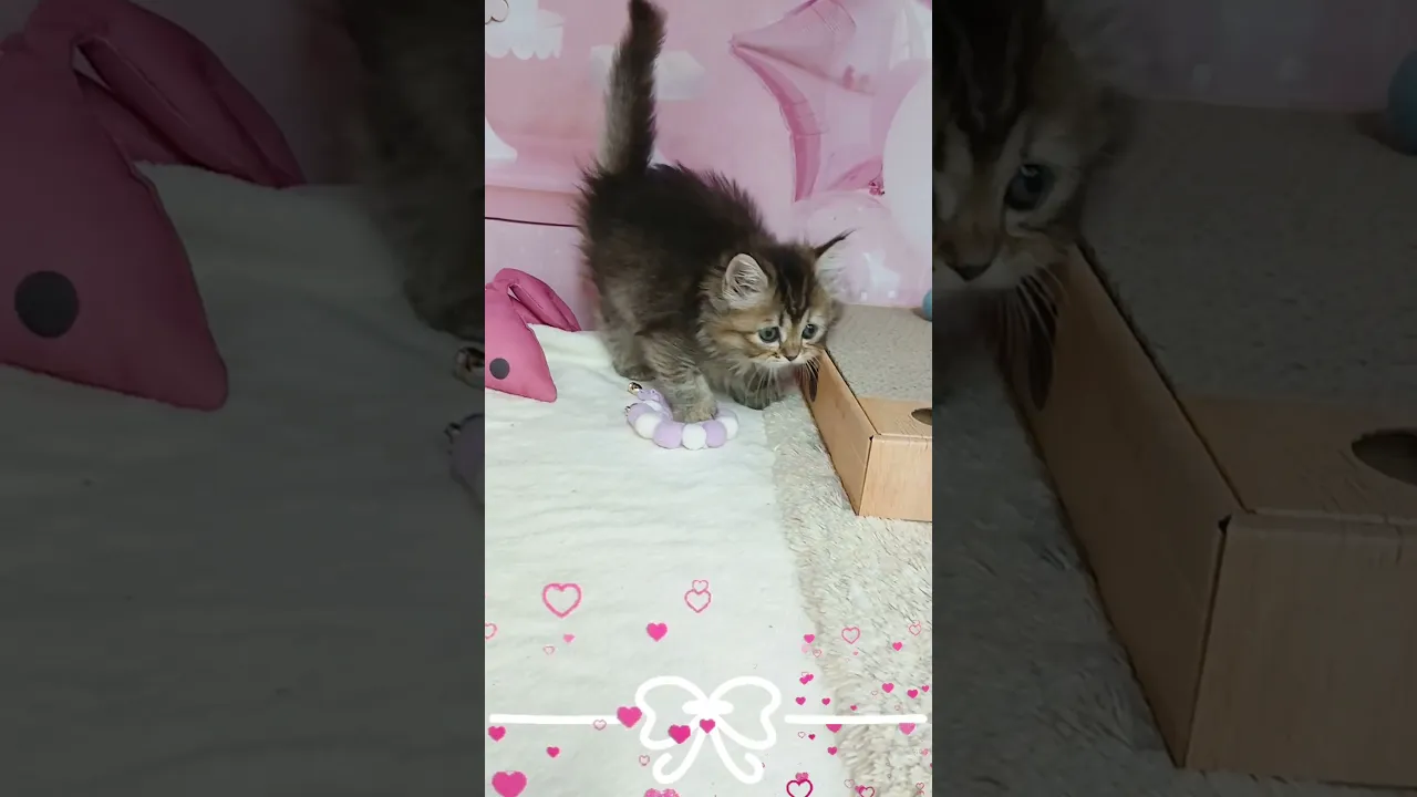 動画