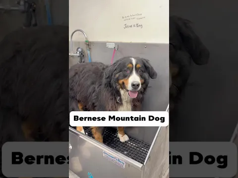Use code Animalkingdom20 for 20% off. #bernesemountaindog #dogsofyoutube #doggroomer #dogbath
