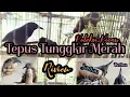 Tepus Tunggkir Merah ~ Koleksi Kicau Handal, Riview Perbedaan Jantan/Betina di Ulas dgn SGT Detail.