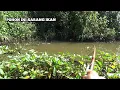 Download Lagu pohon ini jadi sarang ikan, tak di ragukan lagi spot mancing seperti ini