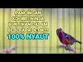 Download Lagu PANCINGAN KOLIBRI NINJA FULL TEMBAKAN BIKIN KONIN LAIN IKUT GACOR LANGSUNG EMOSI‼️