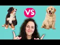 Bernese Mountain Dog vs Golden Retriever - Which Dog is Best for You