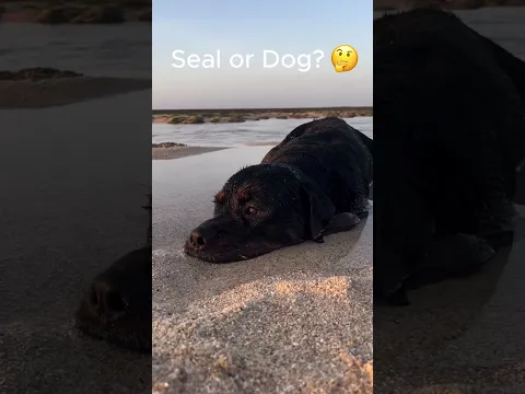 Seal or Dog?