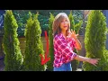Lagu Planting Arborvitaes | Secret To Getting Hedges That Thrive 