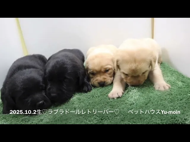 動画