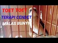 Download Lagu pancingan suara cendet//toet toet bikin cendet emosi//
