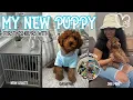GETTING MY NEW CAVAPOO PUPPY FIRST 72HOURS VLOG shopping puppy prep adjusting more