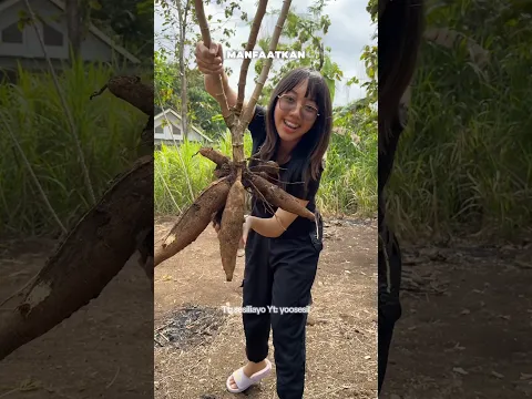 PANEN SINGKONG DI KAMPUNG HALAMAN MAMAKU 😱 SERU BANGETT #fyp #youtubeshorts