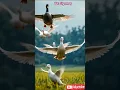 Download Lagu flock of white grouse #shorts #trending #fyp #trendingshorts #birds #grouse #shortvideo #sigemoy #ai
