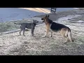 Dog fight Pit bull vs German shepherd