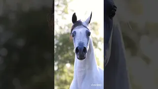  الخوف لا يعرفنا ولا إحنا نعرفه    طب ليه نخاف ومن مين نخاف    دندنها