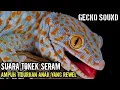 Lagu Suara Tokek, Suara Tokek Pengantar Tidur, Gecko Sound, เสียงตุ๊กแกน่ากลัว, SUARA TOKEK ASLI