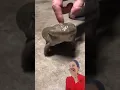 Download Lagu katak bicara #frog #memes #animals #funny #toad #kodok #funnyanimal #funnyvideo #kodokngorekz
