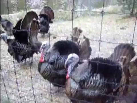 Funny turkey's sound
