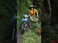Lagu HASIL PISANG DARI KEBUN