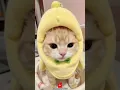 Download Lagu Si Pisang Imut: Kucing Tergemes Hari Ini 🍌🐱 #shorts #KucingPisang #SiGemoy #BikinGemes #KucingViral