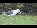 Lesser Black-backed Gull, Larus fuscus, 4cy, Rotterdam, ZH, the Netherlands, 15 Nov 2025 (*62*)