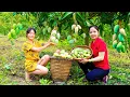 Download Lagu Harvesting 1000+ Mango To Sell At The Market, with My Little Daughter | Thanh Family Life