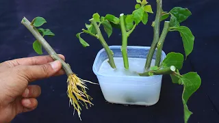 تقنية رهيبة لتجذير اى غصن مهما كانت صعب باسرع وقت وبدون فشل 