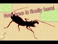 Pocket ants New boss - Vinegaroon